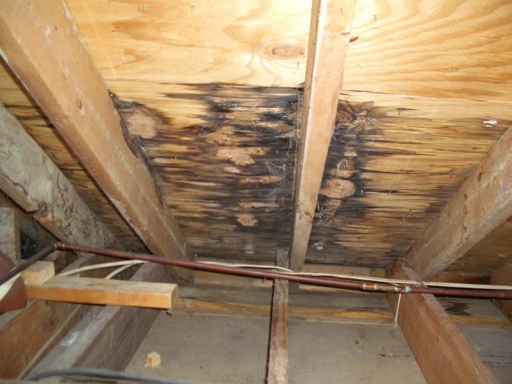 The Hidden Cost of a Roof Leak